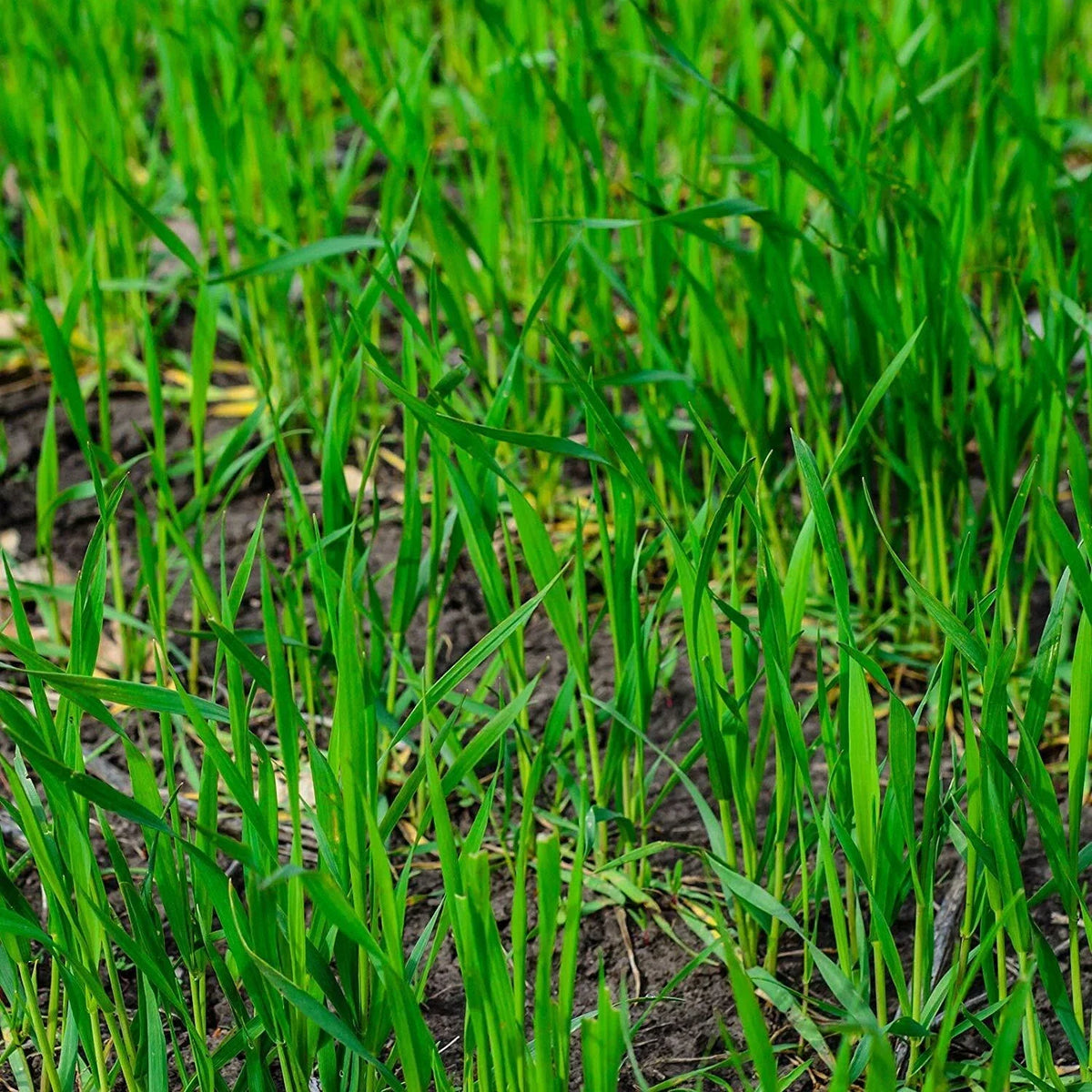 25 LBS Winter Rye Seed - Cover Crop for Wildlife & Food Plots - Secale cereale - Ideal for Gardens & Deer Habitat