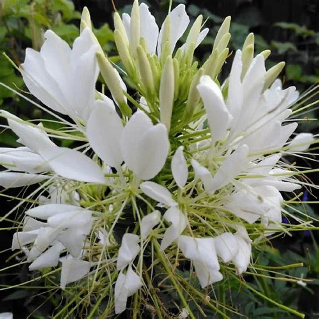 White Queen Spider Seeds - 100 Count - Clome Spinosa - Perennial Flower - Attracts Bees - US Seller