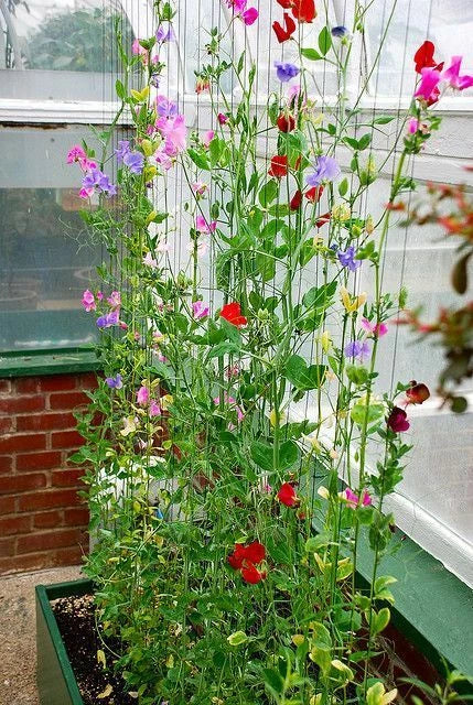 Sweet Pea Seeds 25 Pack Winter Sunshine Lathyrus odoratus Winter Flowering Garden Greenhouse
