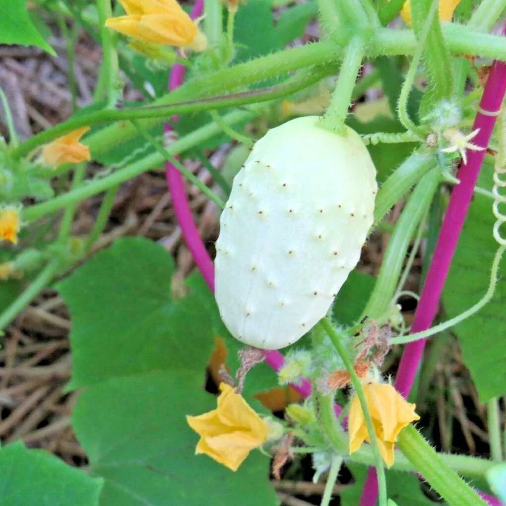 Miniature Sweet White Bush Cucumber Seeds - Organic 30+ Pack - Cucumis sativus - Ideal for Container Gardening