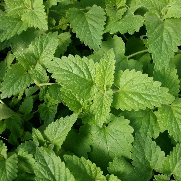 Catnip Seeds 2,000 Heirloom Non-GMO Nepeta cataria for Cats - Free Shipping