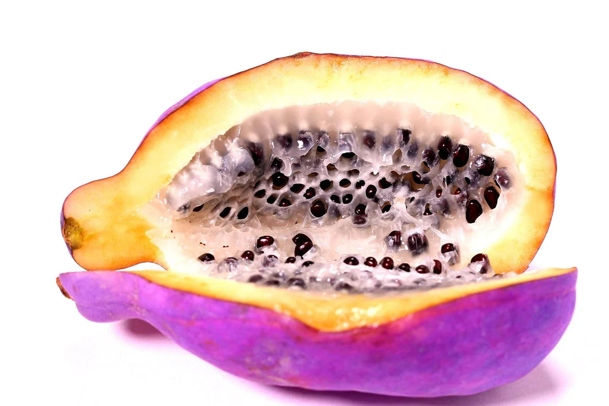 Exotic Chocolate Vine Seeds - 15 Pack - Akebia quinata, Fast-Growing Five Leaf Vine for Garden Planting