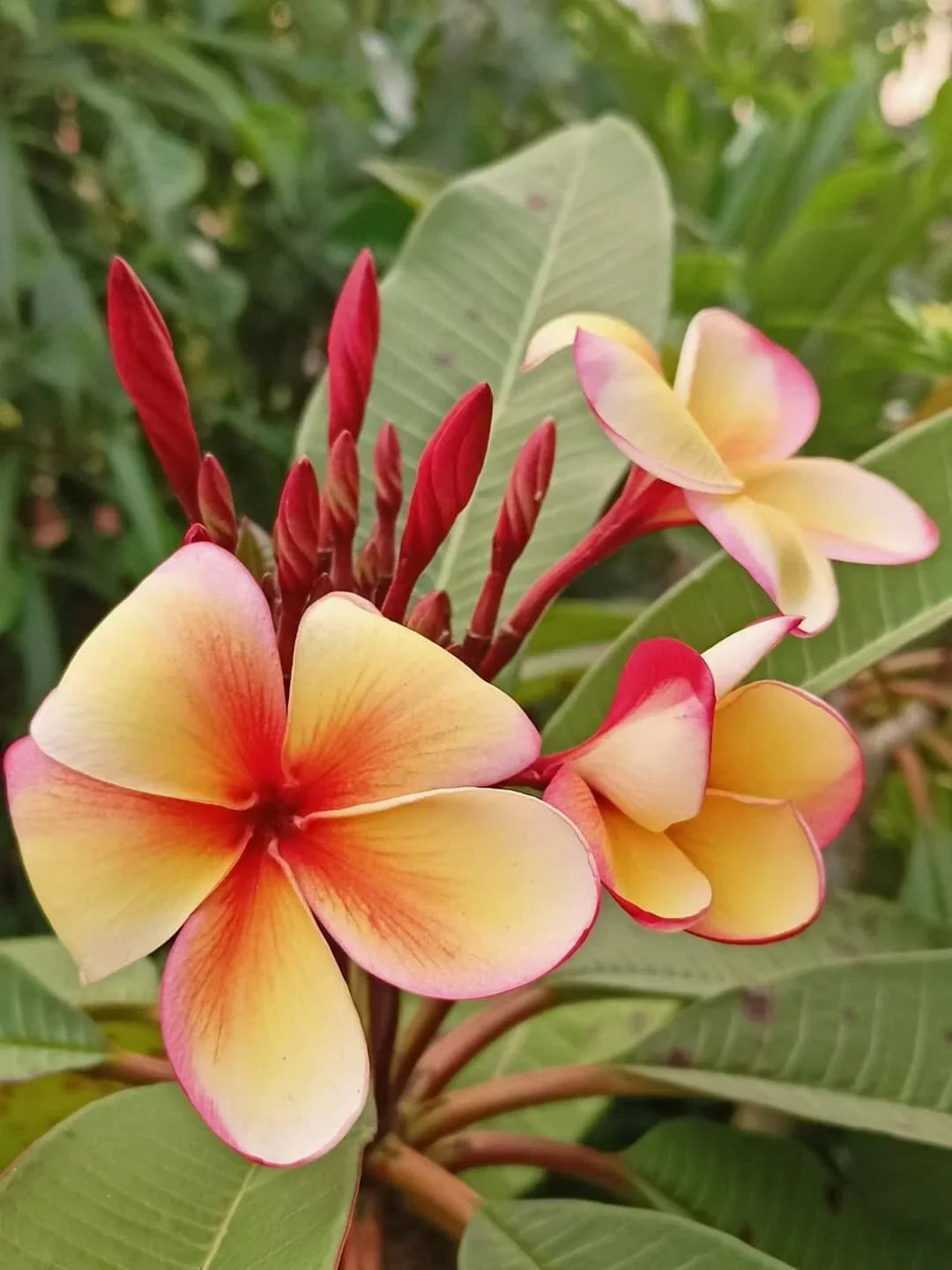 Hawaiian Plumeria Frangipani Plant, 8 oz Pot, Stress-Reducing Variety, Plumeria spp., Fragrant Tropical Flowering Plant