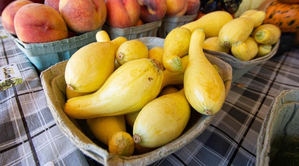 Sunglo Zucchini Squash Seeds - 25+ Count - Heirloom Vegetable - Cucurbita pepo - Non-GMO, Easy to Grow for Home Garden