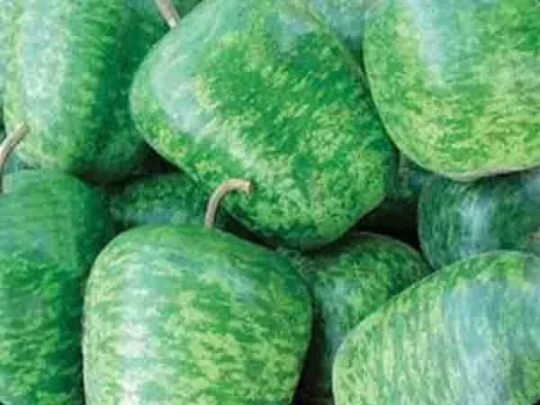 Large Apple Gourd Seeds - Pack of 25 - Lagenaria siceraria - Non-GMO, Easy to Grow for Crafts and Decoration