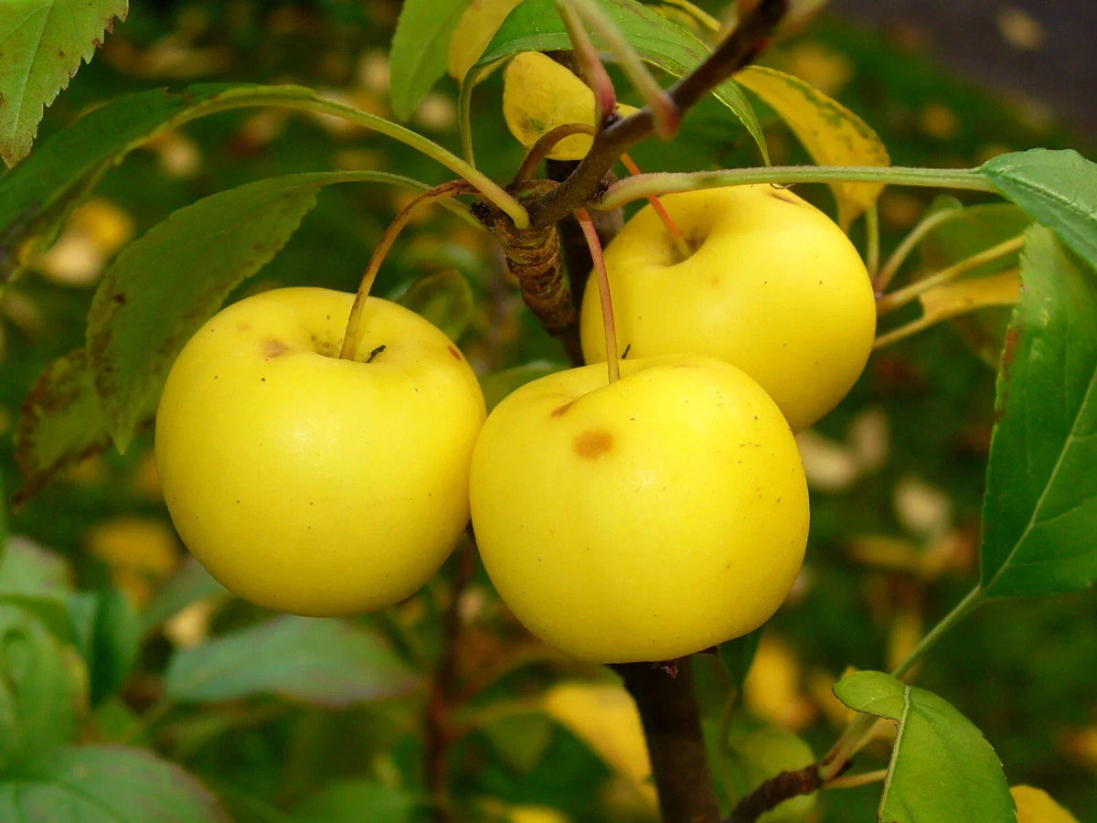 European French Crab Apple Seeds - 30 Pack - Malus sylvestris - Heirloom Fruit Tree Seeds for Gardens and Landscapes