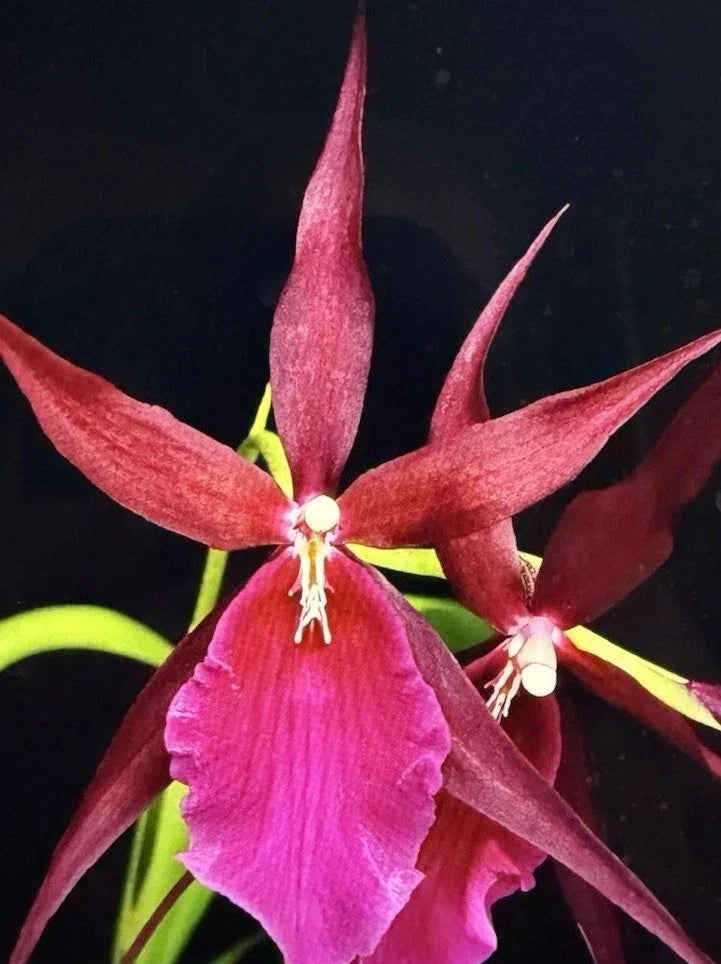 Small Bare Root Orchid Plant - Mtssa Royal Robe - Miltonia x Brassia - Purple & White Blooms - Orchidaceae