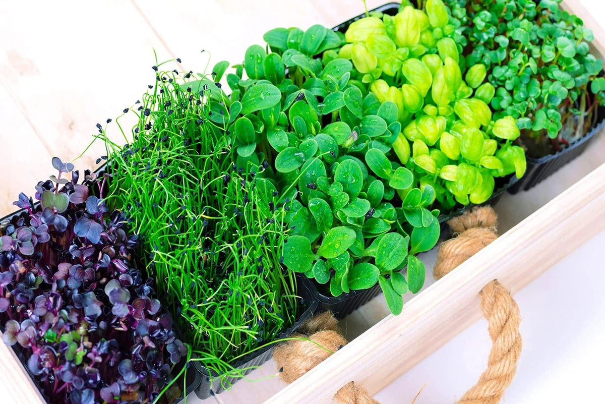 Microgreens Mix 5 Varieties Seed Packet - Basil, Onion, Radish, Alfalfa, Wheatgrass - Nutrient-Dense Home Gardening Seeds