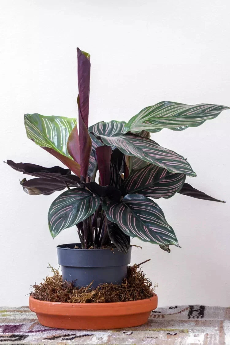 Pin-Stripe Calathea Seeds - 25+ Seeds for Garden Planting - Calathea ornata - Non-GMO - USA