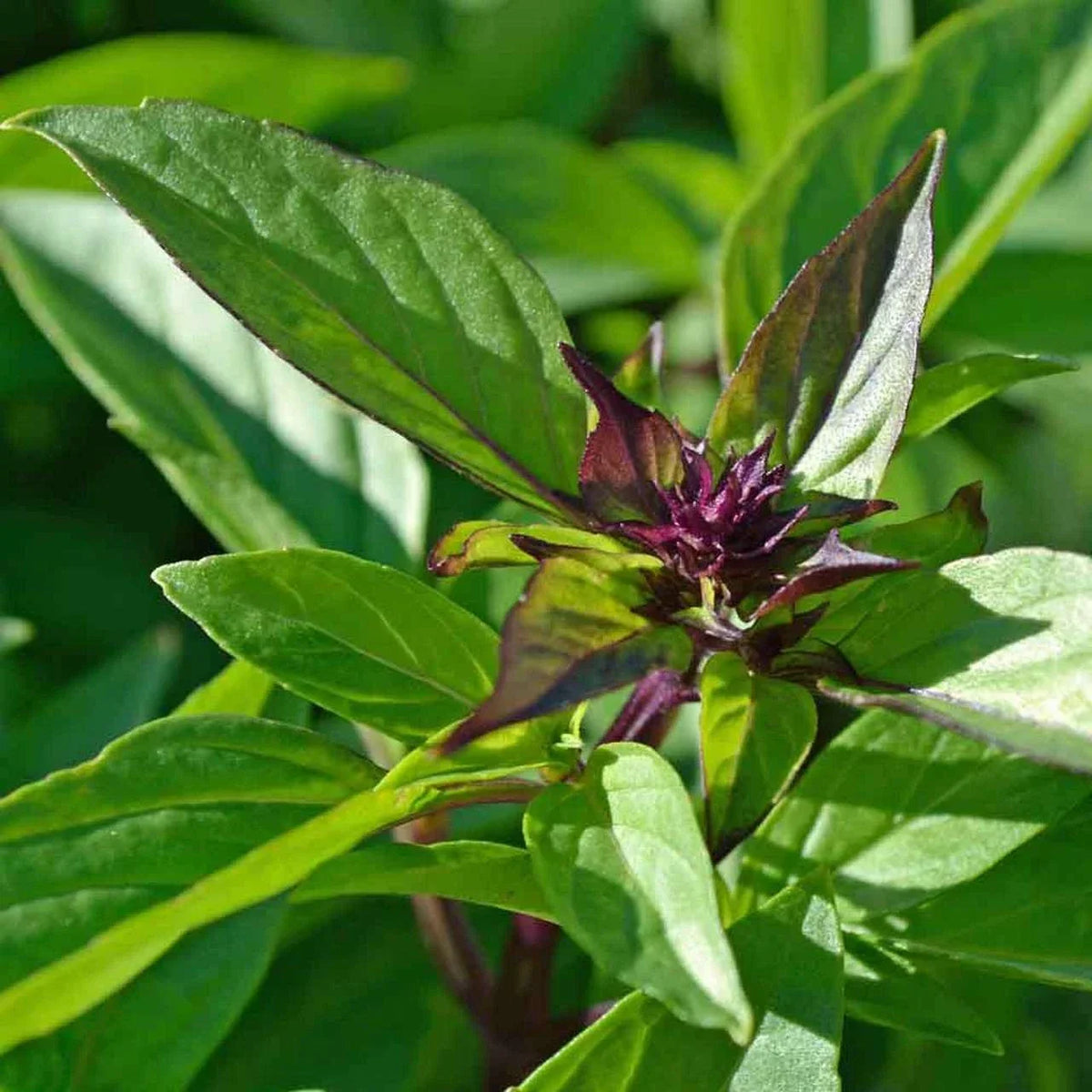 Thai Basil Seeds 500+ Count - Ocimum basilicum var. Thai - Non-GMO Herb for Home Gardening and Asian Cuisine