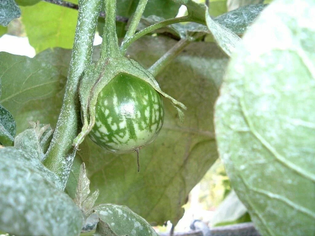 Kermit Eggplant Seeds - 20+ Pack - Round Thai Variety - Solanum melongena - Perfect for Container Gardening & Culinary Use