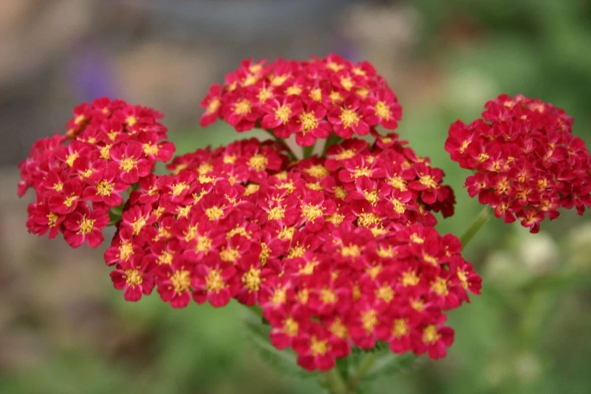 Red Yarrow Flower Seeds - 1000+ Perennial Medicinal Herb, Native Wildflower, Achillea millefolium