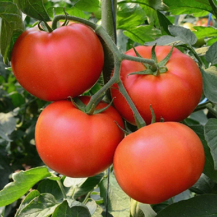 Heirloom Tomato Seeds 100 Ct Non-GMO Homestead Variety Solanum lycopersicum for Vegetable Garden