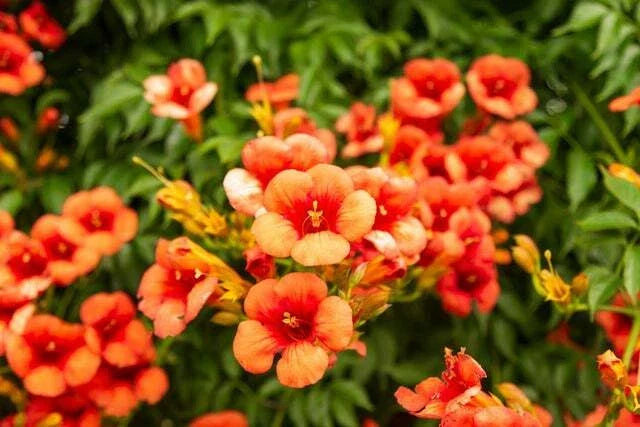 Yellow Hummingbird Bush Seeds - 20 Non-GMO Yellow Trumpet Vine Seeds - Tecoma stans - Attracts Hummingbirds and Butterflies