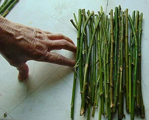 50 Thin Hybrid Willow Cuttings | Salix × sepulcralis | 1/4 Inch or Smaller | Fast-Growing Privacy Screen Plants