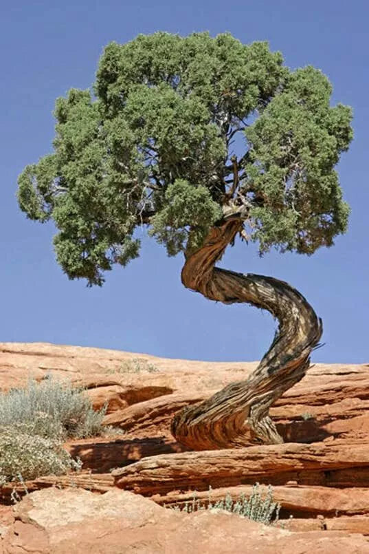 Utah Juniper Seeds (30 Seeds) - Juniperus osteosperma - Ideal for Bonsai - Drought-Tolerant Blue-Green Foliage