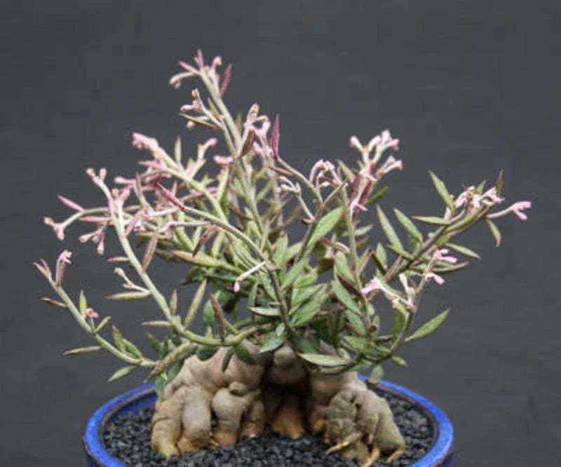Monadenium Rubellum Caudex Bonsai Cactus Seeds - 10 Seeds, Unique Succulent for Indoor Gardening, Drought-Tolerant Variety