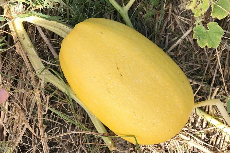 Vegetable Spaghetti Squash Seeds, NON-GMO, Low Carb Pasta Alternative, Cucurbita pepo