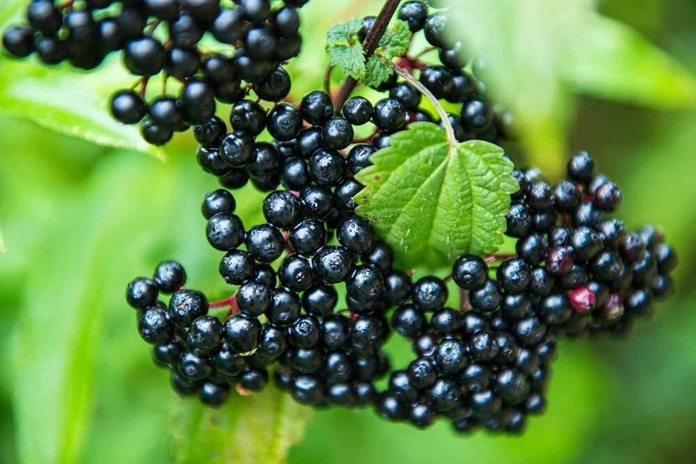 Elderberry Cutting - Anita's Best Black - Sambucus nigra - Healthy Plant Propagation