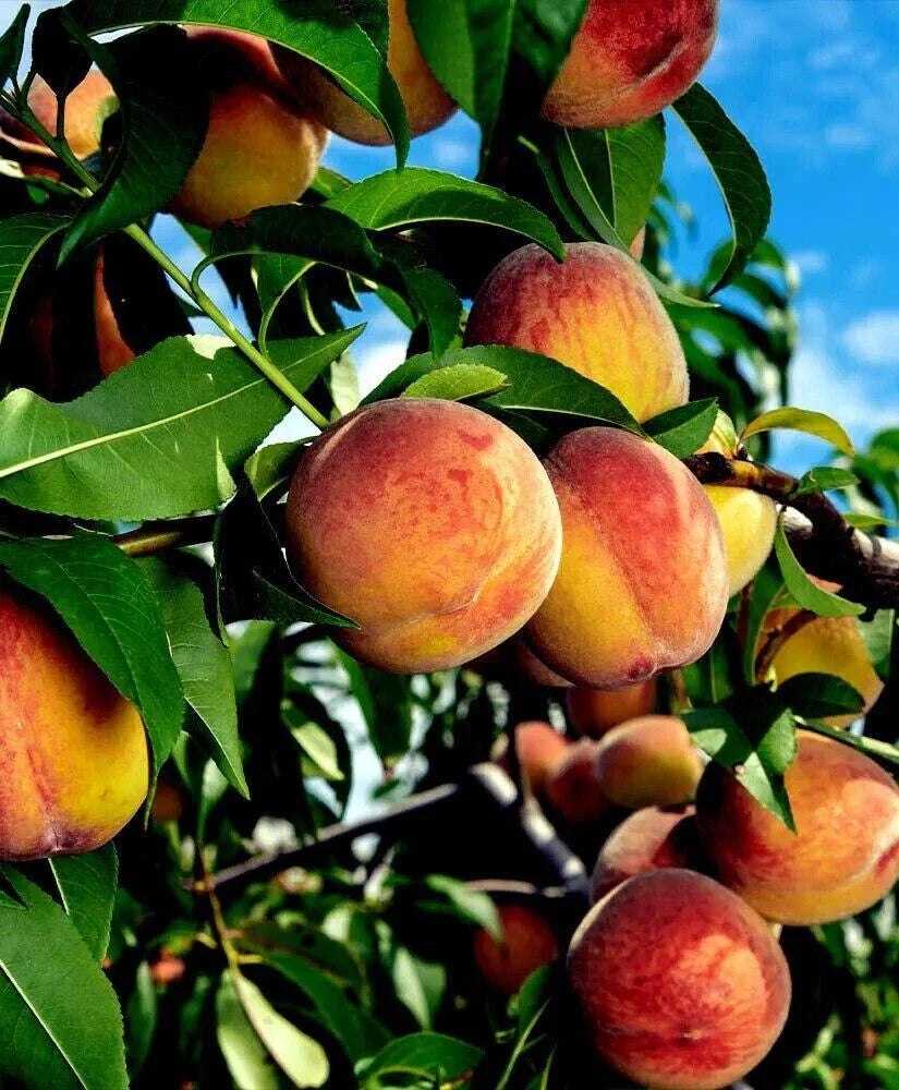 Fresh Cuttings Yellow Peach Tree - 6 Organically Grown Cuttings - Prunus persica - Perfect for Home Gardens and Orchards