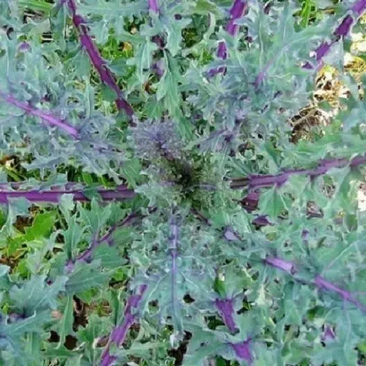 Red Kale Microgreen Seeds 16 Ounces Non-GMO Brassica oleracea var. sabellica Nutrient-Rich Sprouting Seeds