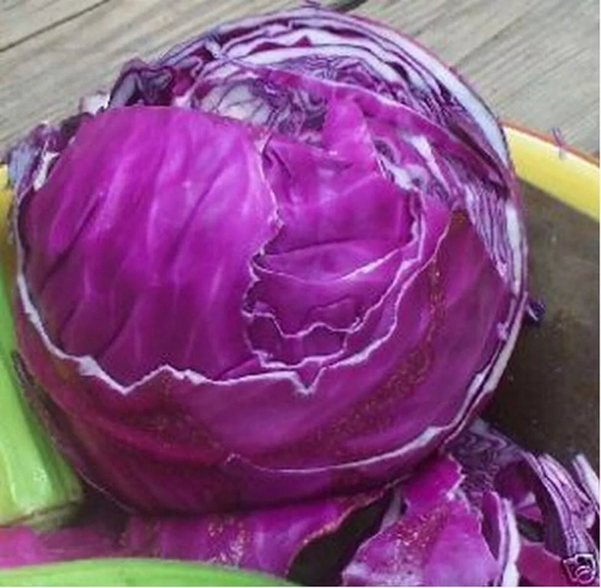 Red Acre Cabbage Seeds - 1000+ Heirloom Non-GMO - Brassica oleracea - Vibrant Red-Purple Variety for Healthy Gardens