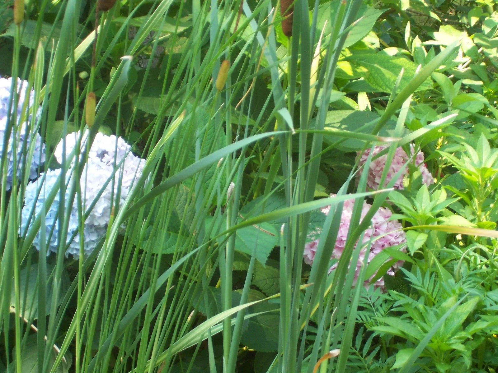 Dwarf Cattail Aquatic Plant - Live Organic Water Plant for Ponds - Typha minima - Eco-Friendly Habitat for Wildlife