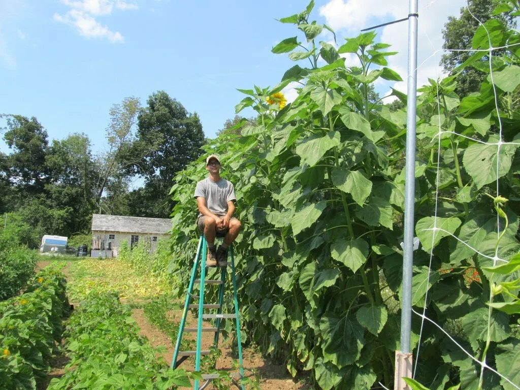 Skyscraper Sunflower Seeds - 35+ Count - Giant Mammoth Wildflower - Helianthus annuus - Pollinator Friendly Gardening
