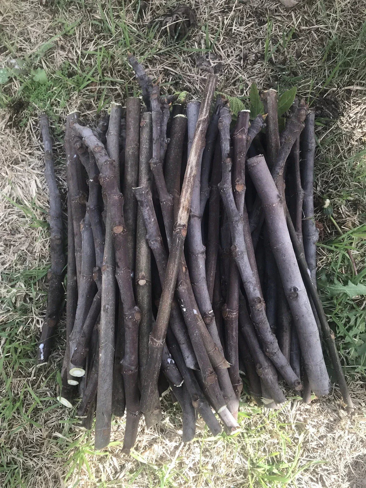 Fig Tree Cuttings - 6 Unrooted Stems - Organic Sweet Fruit - Ficus carica - Perfect for Propagation and Gardening