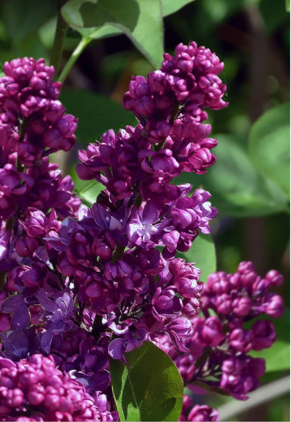 Congo Lilac Starter Plant 4-8” Fragrant Purple Flowers Syringa Vulgaris Well Rooted Garden Plant