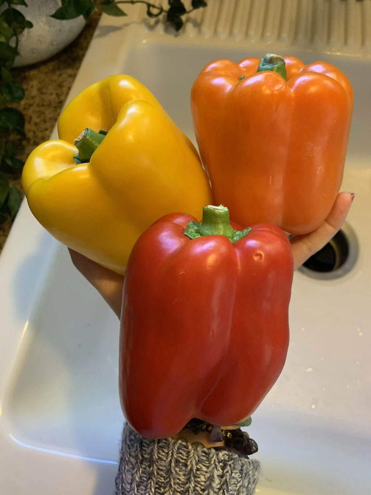 50 Bell Pepper Seeds - Red, Orange, Yellow Varieties - Capsicum annuum - Non-GMO Garden Vegetable Seeds for Home Gardening