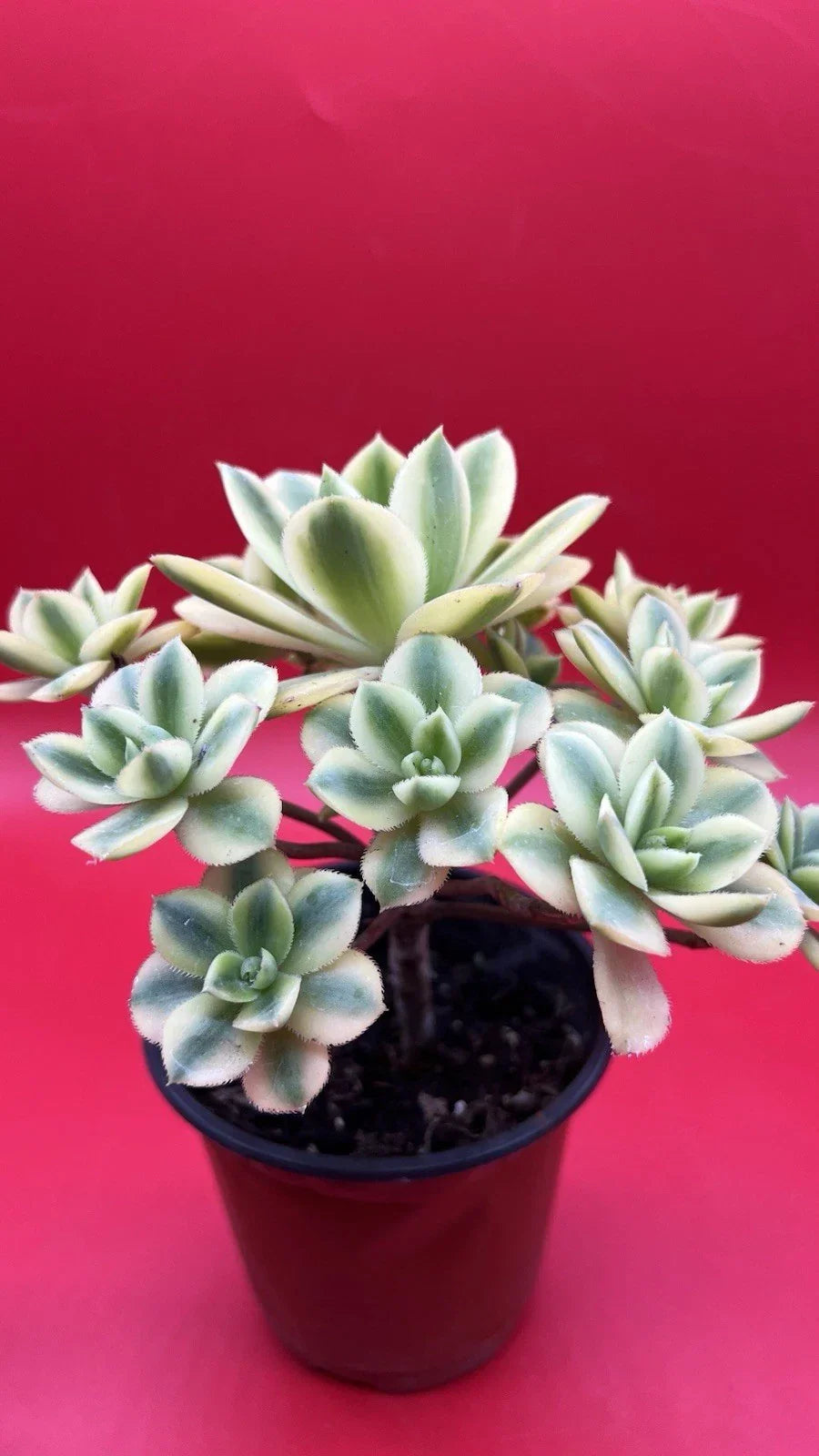 Aeonium Floresens Succulent Plant - 4-Inch Fully Rooted Green Rosette - Drought-Tolerant Indoor Houseplant - Aeonium florescens