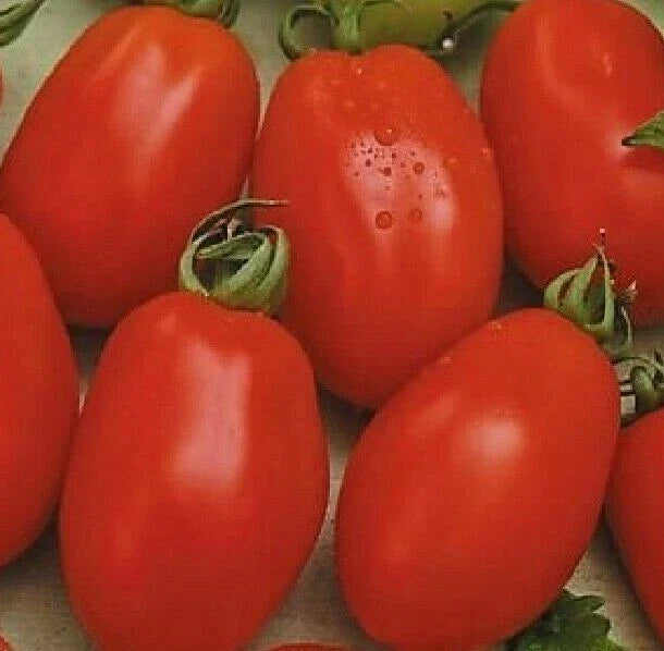 Rio Grande Tomato Seeds 100+ Heirloom Culinary Sauce (Solanum lycopersicum) - High-Yield Vegetable Garden Seeds