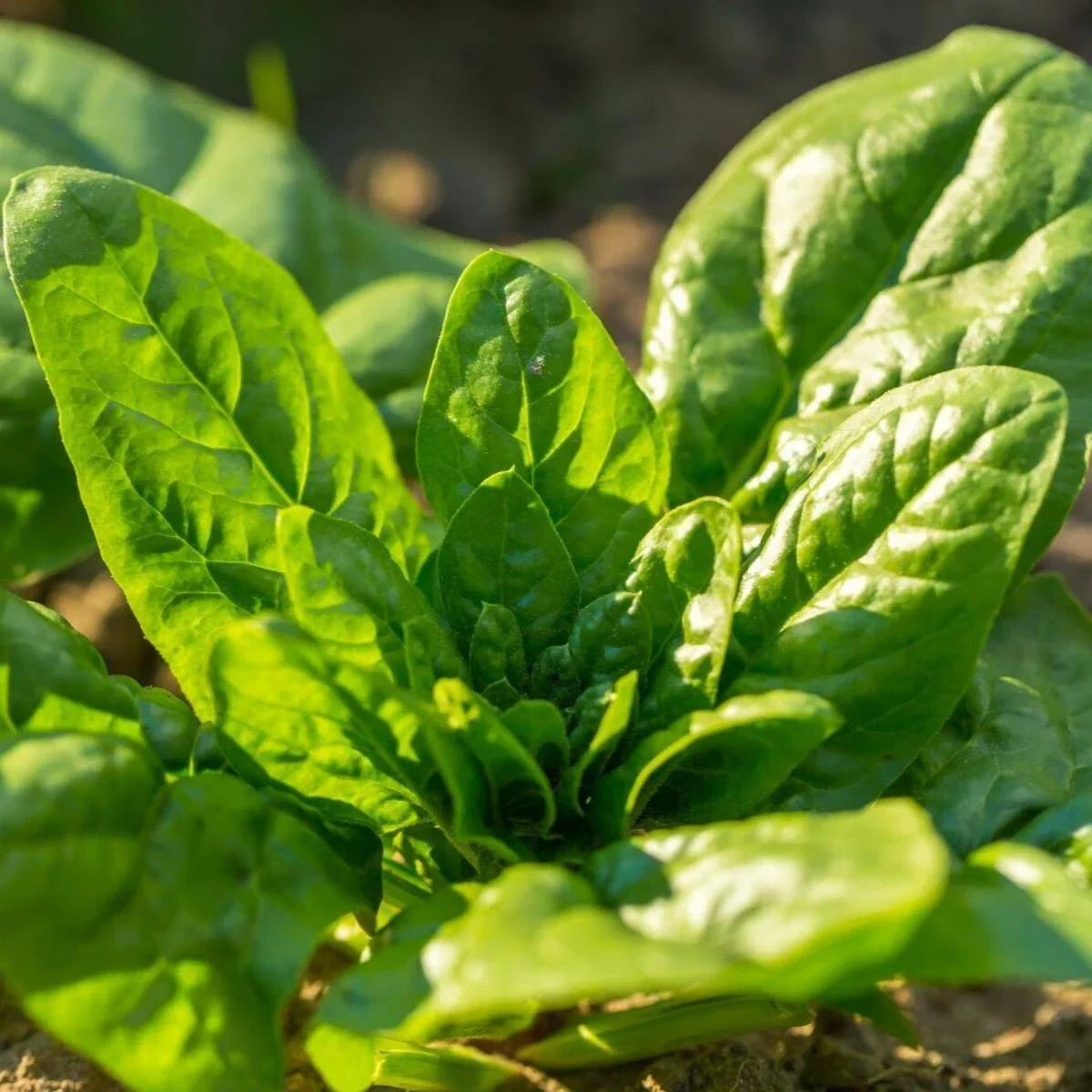 Noble Giant Spinach Seeds | Slow Bolting Cold Hardy Variety | Spinacia oleracea | Non-GMO, 200 Seeds for Garden Planting