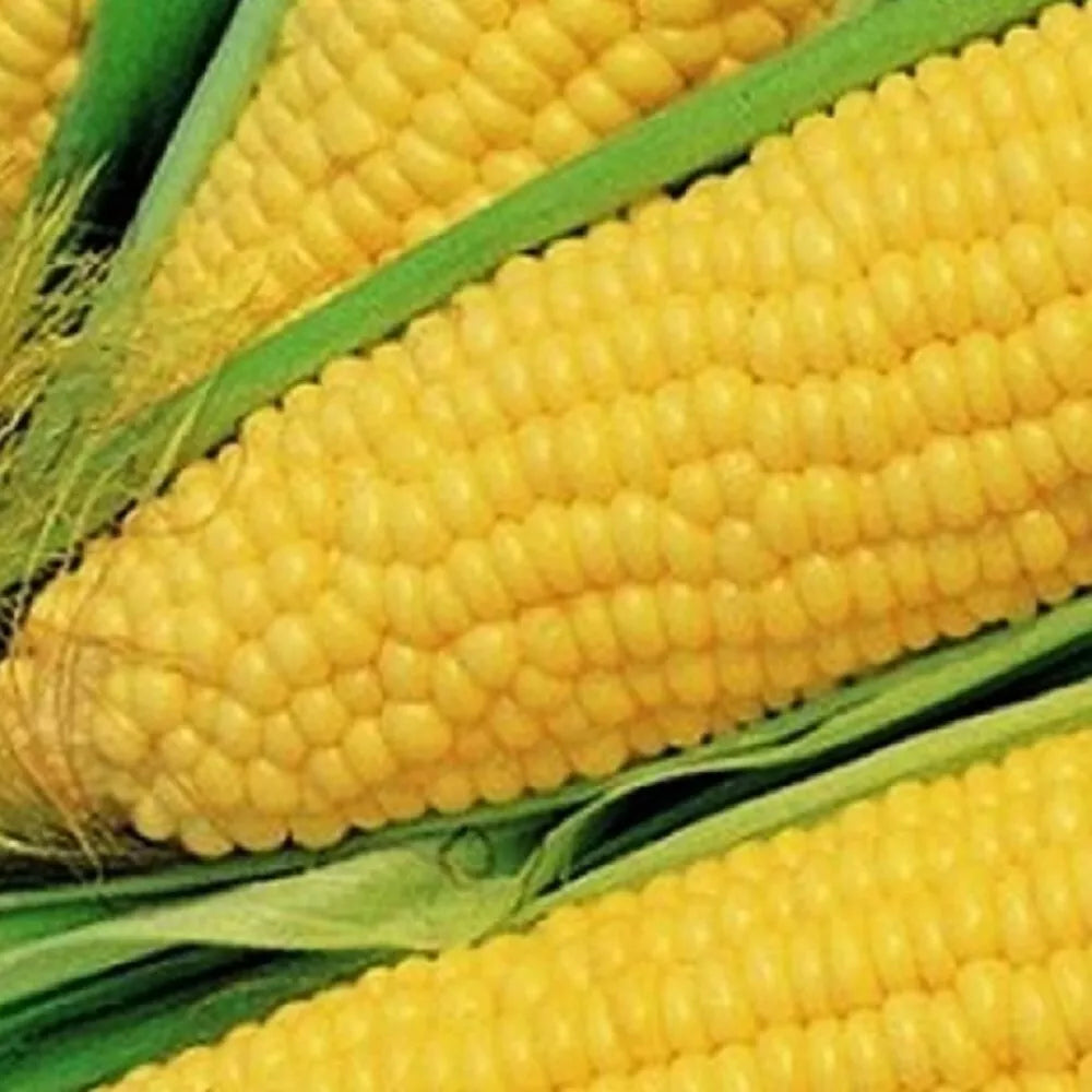 Truckers Favorite Corn Seeds | NON-GMO Heirloom | 100 Seed Packet | Zea mays | High Yield Sweet Corn for Gardeners