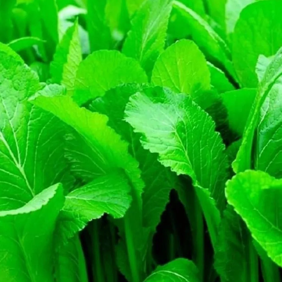 Mustard Seeds - 250+ Heirloom Organic Florida Broadleaf - Non-GMO Brassica juncea for Home Gardening