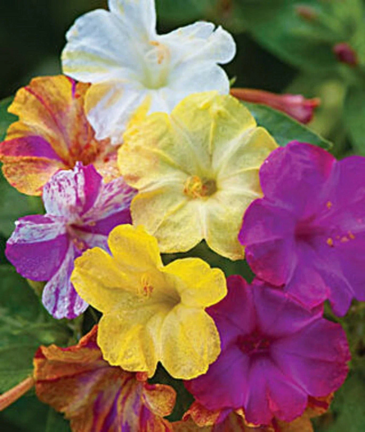 25 Mixed Four O'clock Flower Seeds | Colorful Perennial Blooms | Mirabilis jalapa | Easy to Grow, Attracts Pollinators