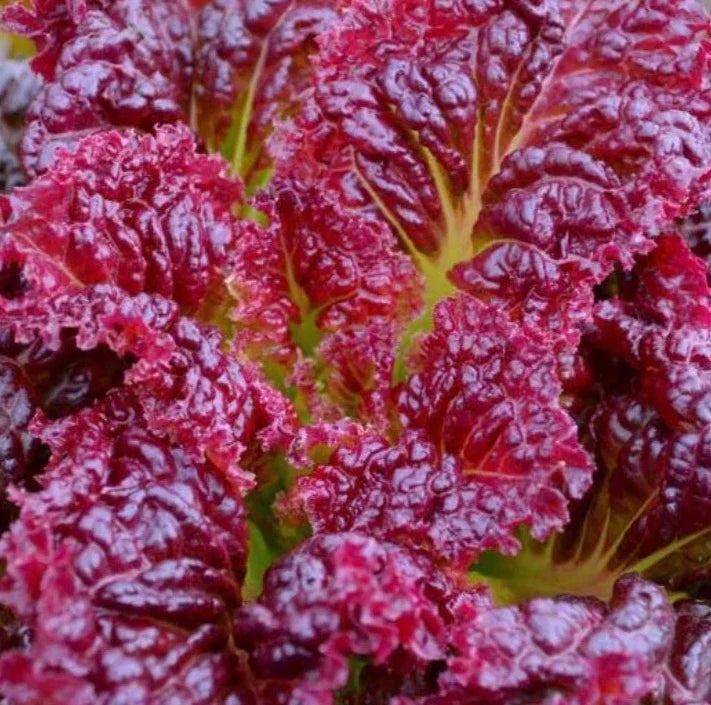 Red Salad Bowl Lettuce Seeds 1000+ Cool Weather Vegetable Garden Lactuca sativa - Easy to Grow, Colorful Leaves for Fresh Salads