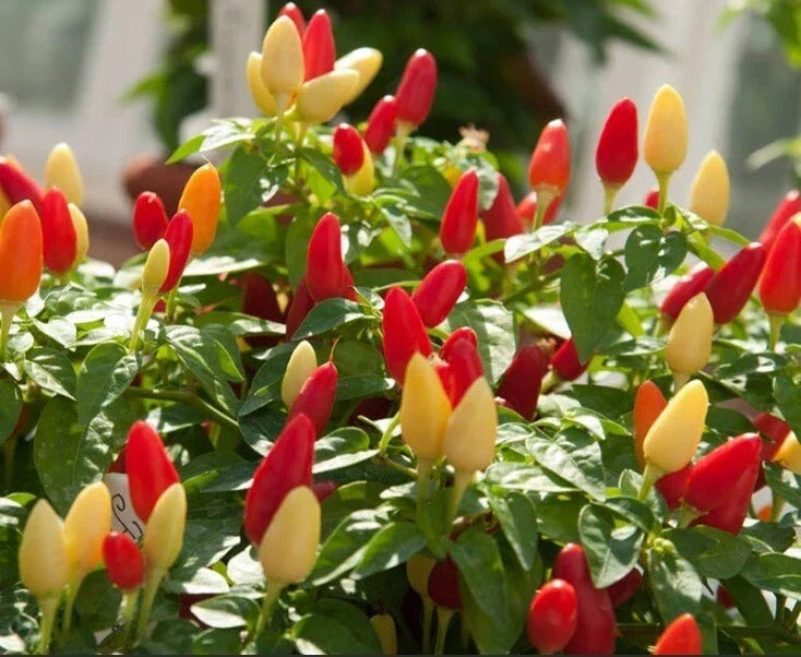 Pequin Chili Pepper Seeds - 25+ Organic Capsicum annuum - Small Hot Peppers for Culinary Use - Ideal for Container Gardening