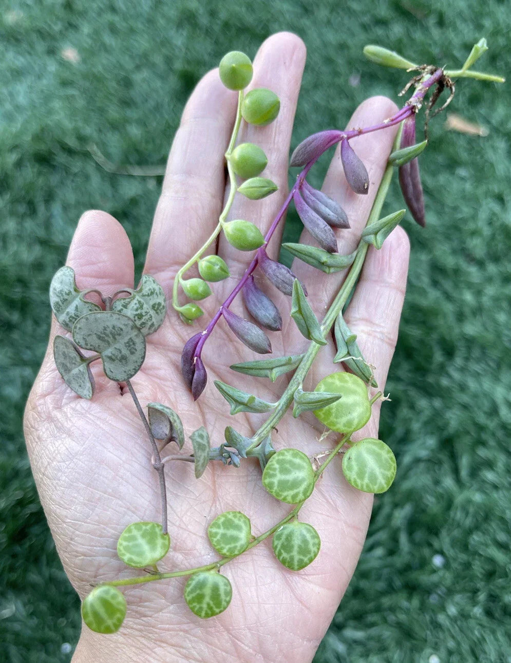 5 String of Hearts Cuttings | 3” | Ceropegia woodii | Indoor Plant Propagation for Beginners