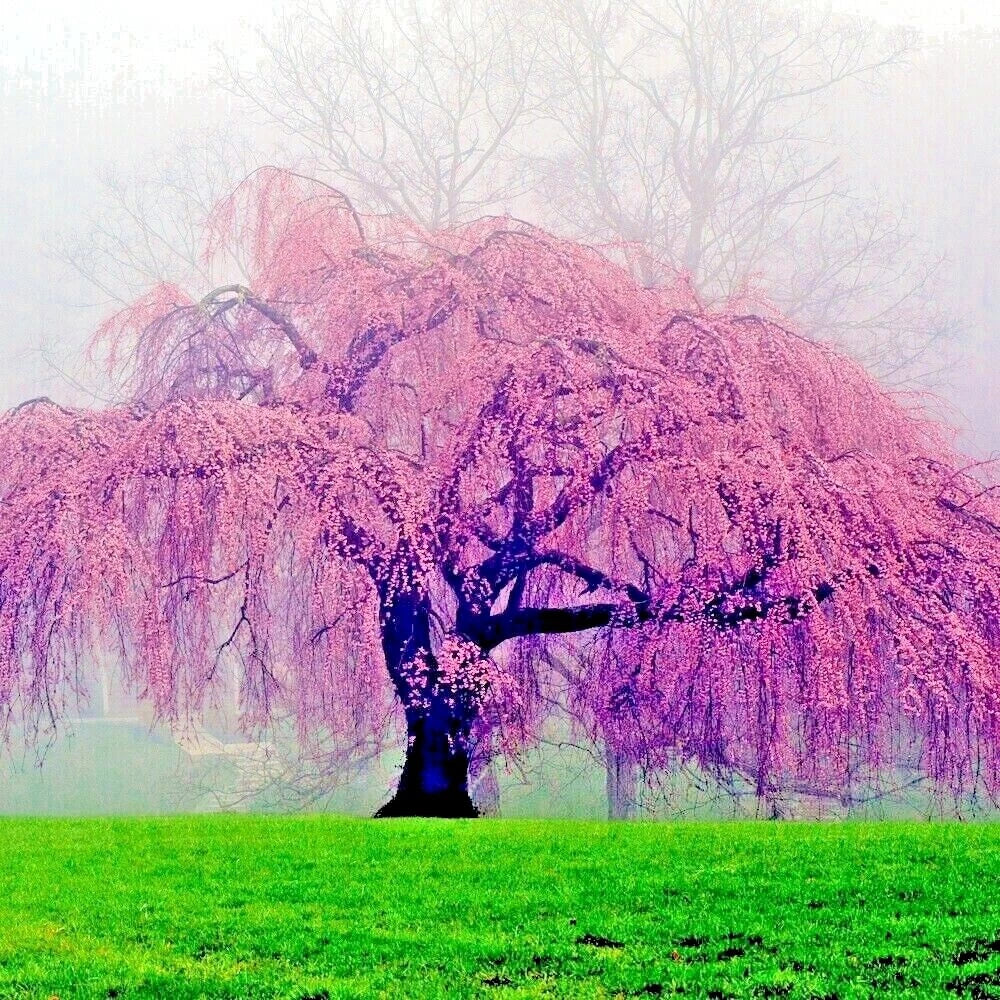 Weeping Sakura Cherry Blossom Tree Seeds - Fast Growing Pendula - Prunus pendula - 20 Seeds for Hardy Flowering Garden