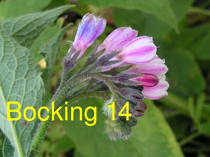5 Unroot Cuttings Russian Comfrey Bocking 14 Cultivar Symphytum × uplandicum Freshly Harvested for Gardening and Soil Health