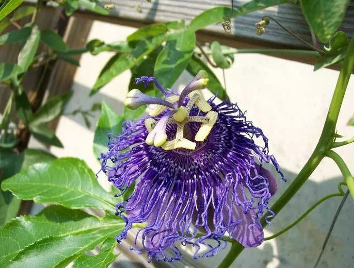 Passiflora Vine Plant 5-8" Tall Purple Flowers Edible Fruit Passiflora spp. Climbing Garden Trellis Plant Without Pot