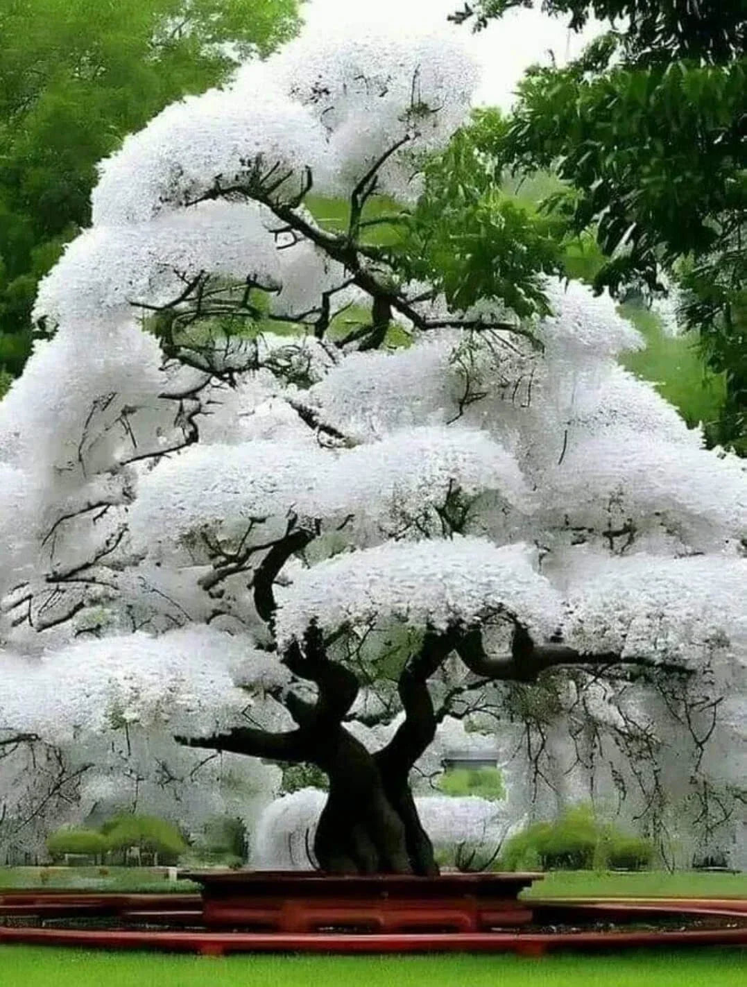 White Flowering Cherry Tree Seeds - 10 Pack - Prunus serrulata - Ideal for Landscaping and Garden Planting