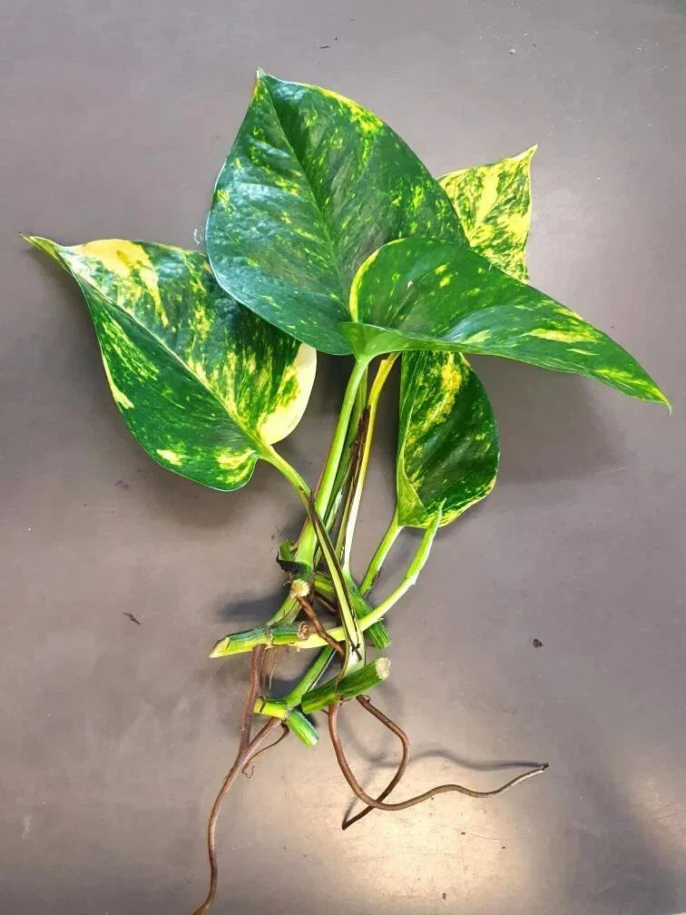 Hawaiian Pothos Leaf Cuttings 5 Pack with Air Roots and Nodes, Epipremnum aureum - Indoor Tropical Plant Decor