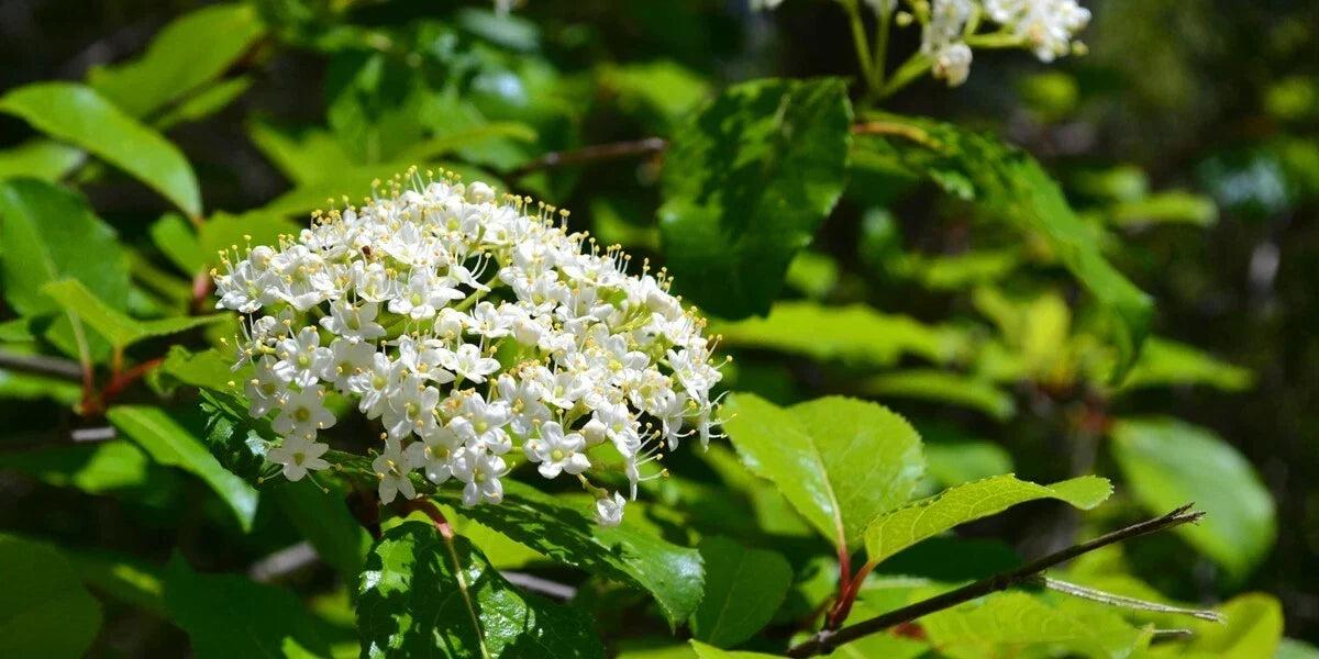 Black Haw Viburnum Shrub - Established Plant, Viburnum prunifolium, Native Landscaping, Attracts Wildlife, Hardy Perennial