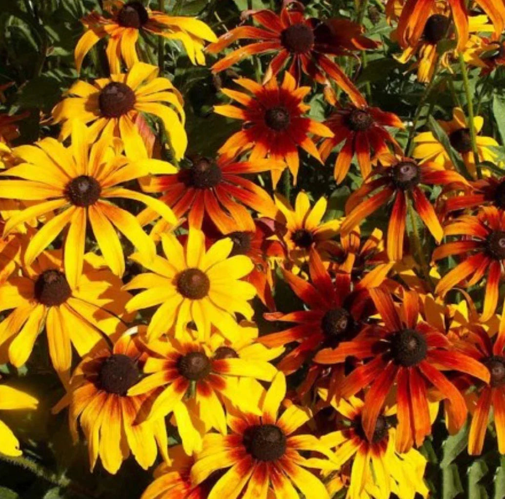 Gloriosa Daisy Bulk Seeds, Vibrant Yellow Flowers, Rudbeckia hirta, Perennial Wildflower for Garden and Landscape Planting