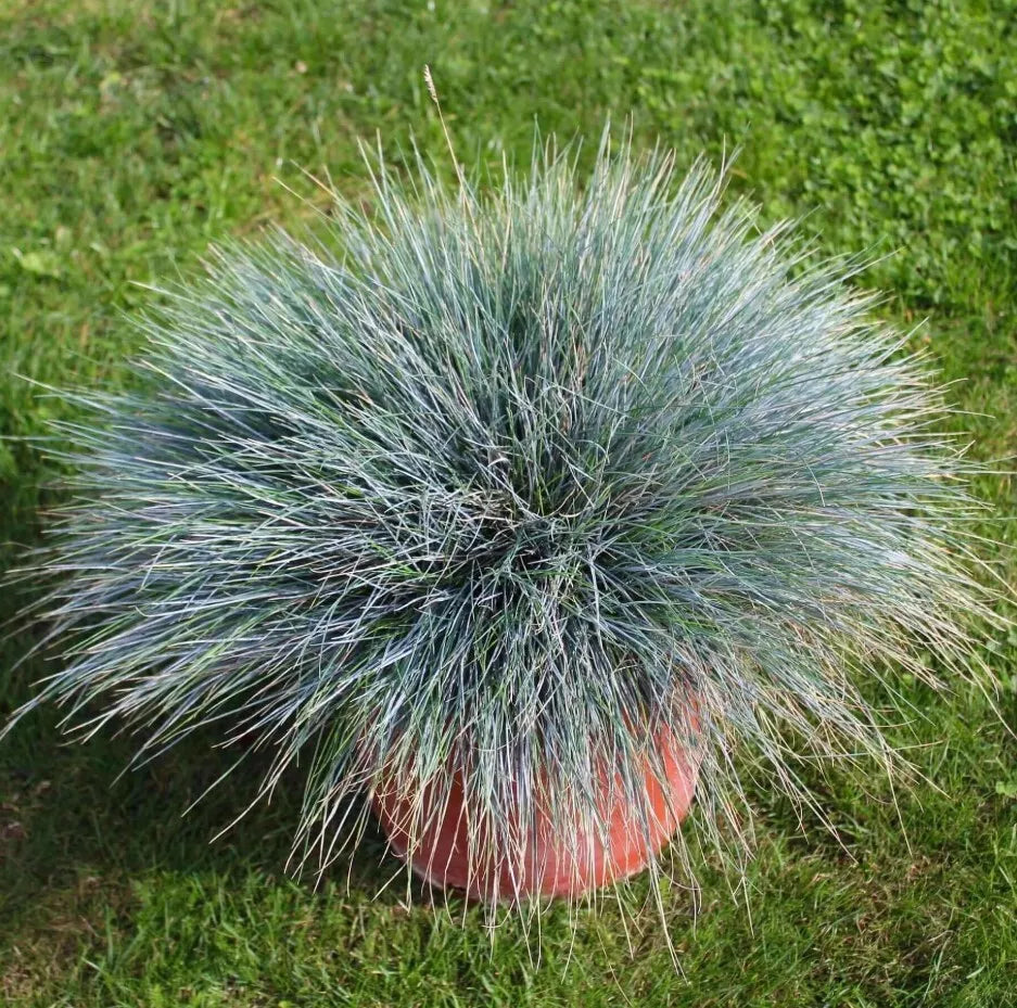Blue Fescue Grass Plants Set of 2 Live 4" Pot Festuca Glauca Drought-Tolerant Ornamental Groundcover for Gardens