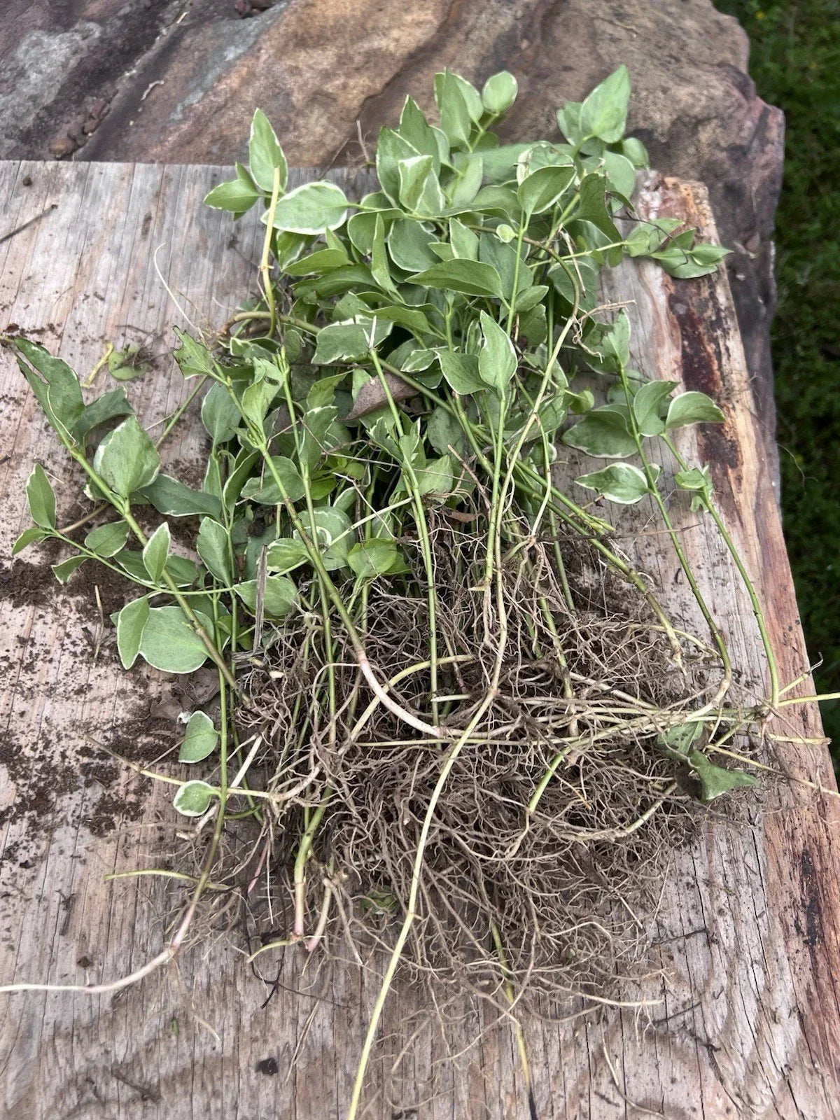 Vinca Major Periwinkle Vine Live Bare Roots 10-Pack - Ground Cover with Blue Flowers (Vinca major)