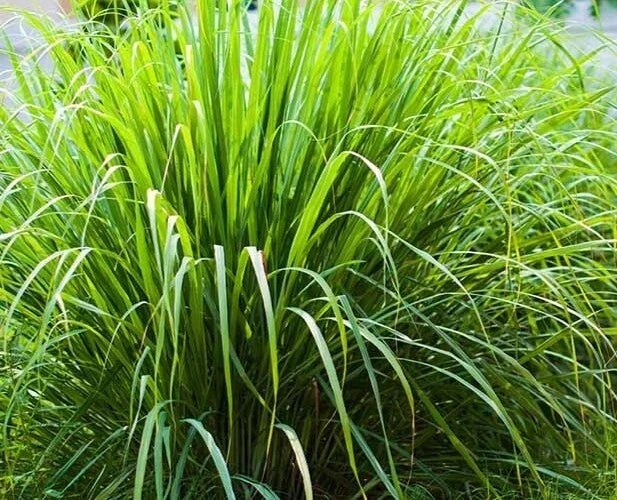 Organic Lemongrass Seeds 100 Count - Caribbean Fever Grass, Cymbopogon Flexuosus, Culinary Herb for Garden